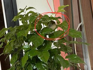 Nhà đẹp đón tết, 5 tầng lô góc 4 mặt thoáng, tặng full nội thất