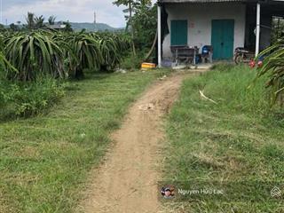 Chính chủ ngợp bank bán gấp vườn thanh long  đường mai thúc loan tl 719 dt 85x500m , dễ phân lô