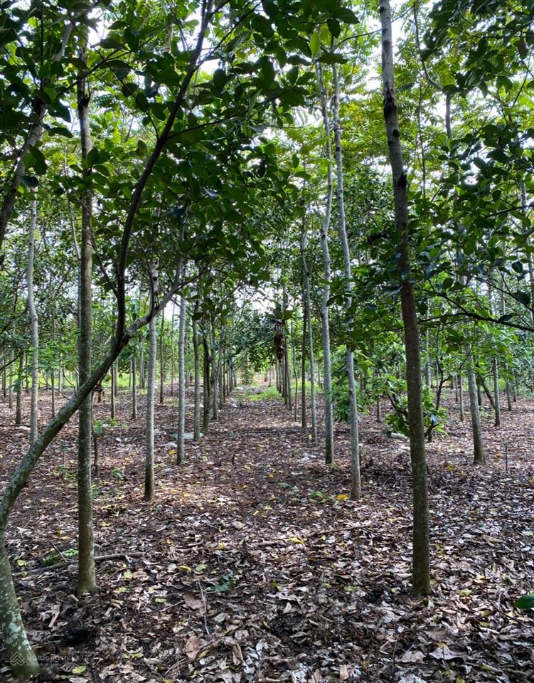 125m mặt tiền đường nhựa bảo quang  long khánh