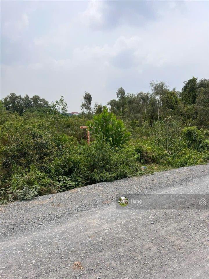 Bán đất cây lâu năm đối diện kcn lộc giang 466 ha chuẩn bị khởi công