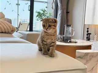 Bán căn hộ 2pn, 2wc tại green park trần thủ độ, 4,85 tỷ, 55m2, chỉ với giá tốt