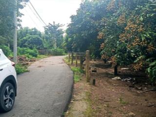 Vườn nhãn thái 1003m2 phủ hồng đất ở 980tr