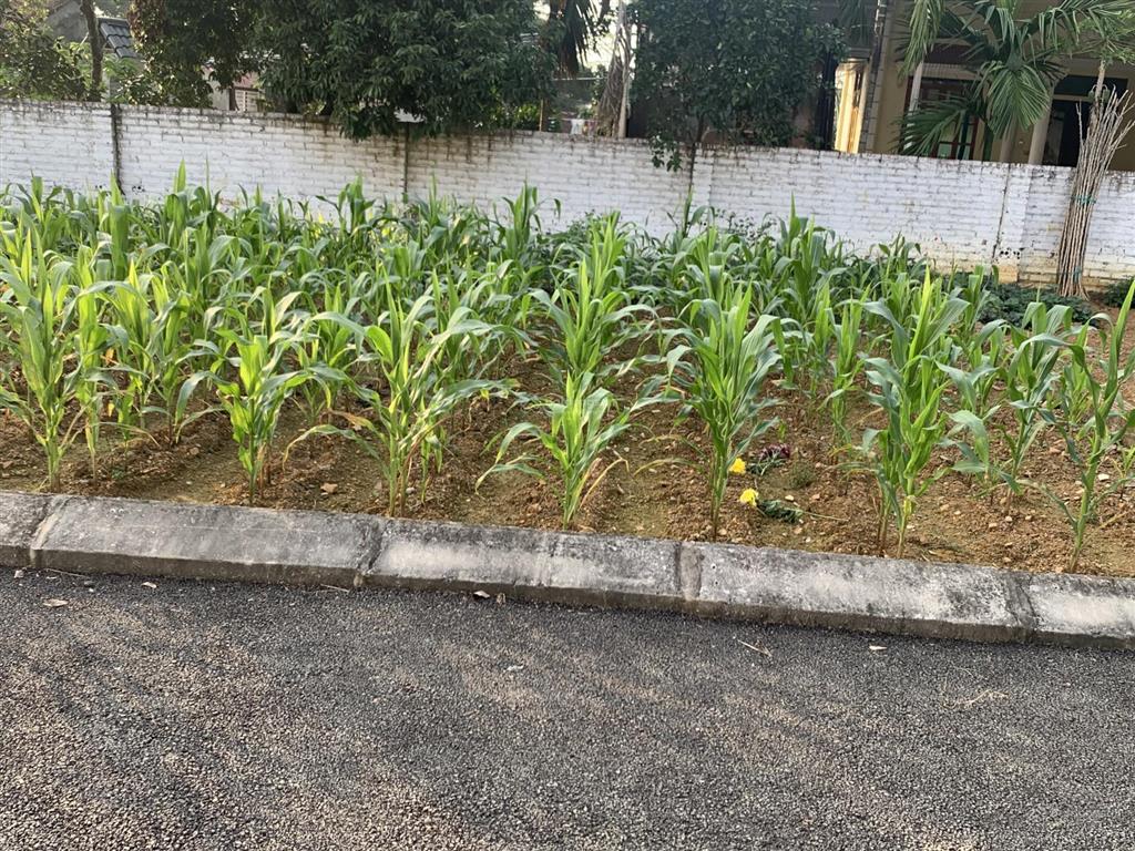 Bán đất phú cát 73 m2 giá 2,8 tỷ