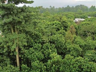 1 sào 11m mặt tiền đất vườn siêu đẹp siêu ngộp đang chờ chủ mới rước về dinh