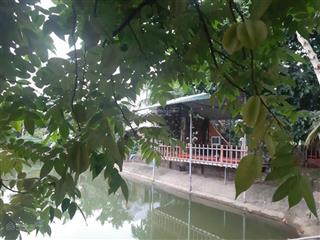 Bán gấp 2.600m2 đất nông nghiệp ngọc tảo phúc thọ đường ô tô vào tận nơi