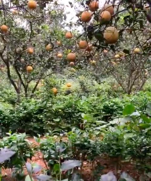 Bán 3160m2 đất, nhà xây mái thái, đủ tiện nghi, chương mỹ, hà nội, giá 6,5 tỷ.  0867 313 ***