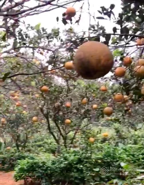 Bán 3160m2 đất, nhà xây mái thái, đủ tiện nghi, chương mỹ, hà nội, giá 6,5 tỷ.  0867 313 ***