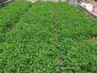 Bán đất 70m2 liên ninh, thanh trì, hà nội. vị trí đẹp, ngõ thông ô tô, giá đầu tư (nhỉnh 93tr/m2)