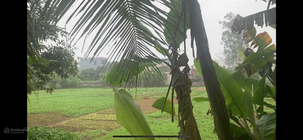 Chính chủ bán 982m2 đất ở chính chủ tại quảng cư, sầm sơn 0988 091 ***