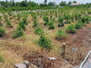 Bán đất mặt tiền đường đan đang trồng cây mai