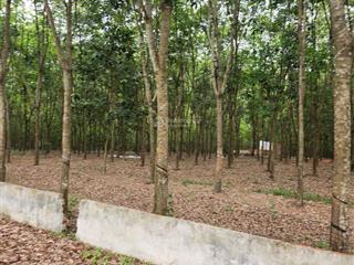 Bán 9ha đất cao cư đường nhựa 30m 200m2 thổ