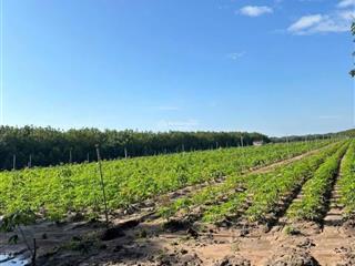 7ha đất đang cho thuê, 2ha mì, 5ha cao su cạo ở sao bọng đăng hà, thống nhất, bù đăng, bình phước