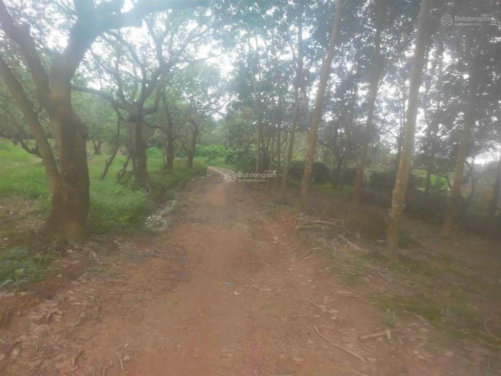 Thống nhất hơn 12 sào đất cao su đường đất oto vào tận nơi, cách đt 755b chỉ 800m