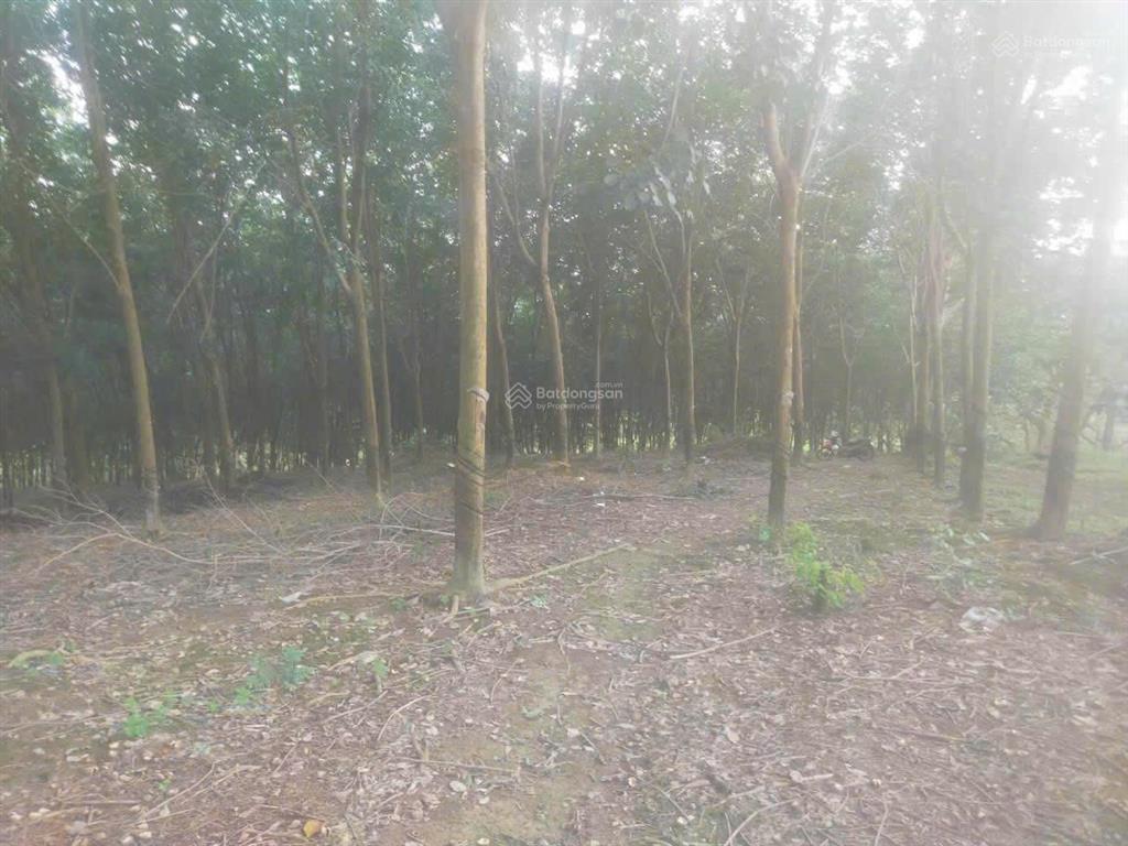 Thống nhất hơn 12 sào đất cao su đường đất oto vào tận nơi, cách đt 755b chỉ 800m