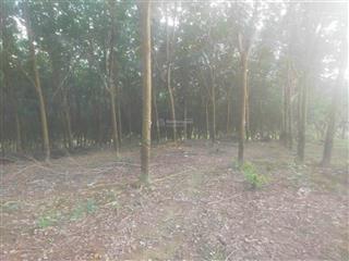 Thống nhất hơn 12 sào đất cao su đường đất oto vào tận nơi, cách đt 755b chỉ 800m