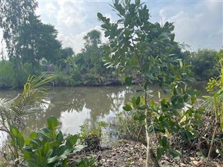 Bán 2 công sầu riêng, ấp mỹ tường, thiện trung cái bè, tg, giá 3,2 tỷ