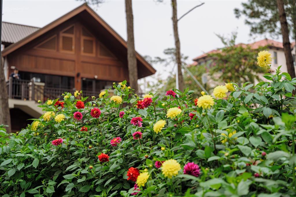 Căn bt đơn lập cuối cùng tại thanh xuân, ký trực tiếp cđt, 9/2025 bàn giao. tặng gói quà tặng 300tr