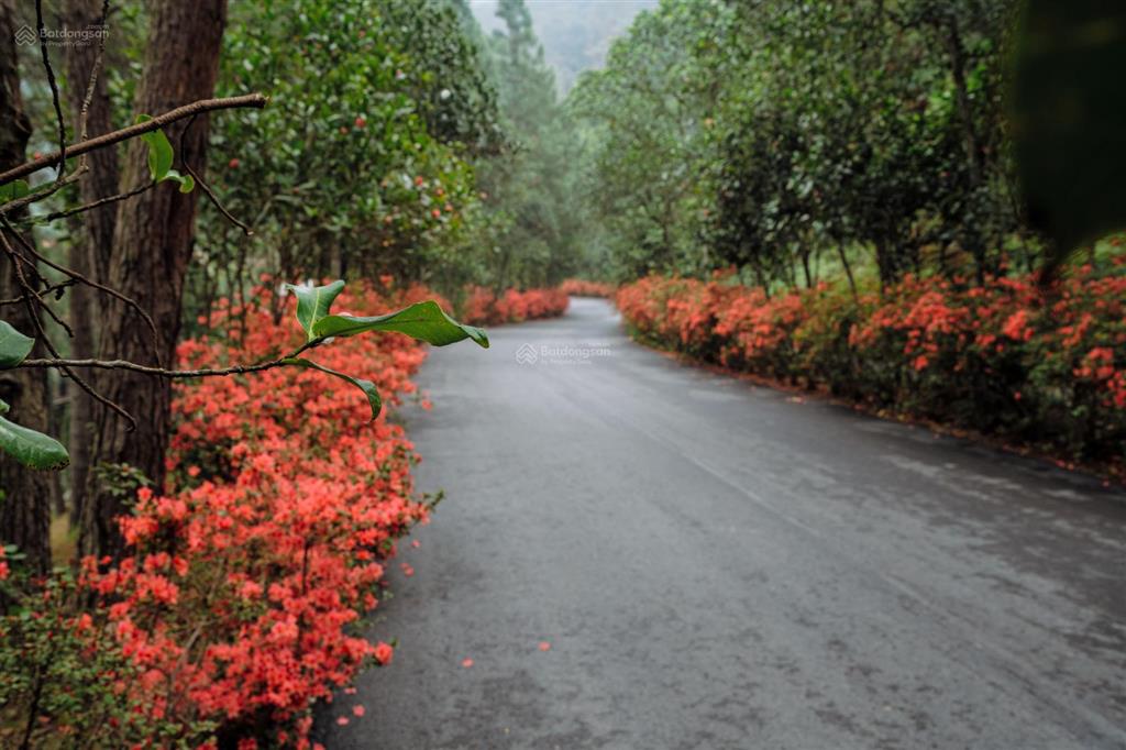 Cần nhượng căn bt song lập 210m2 đợt 1, giá rẻ hơn cđt 2 tỷ, hướng đông nam. ký hđmb trực tiếp cđt