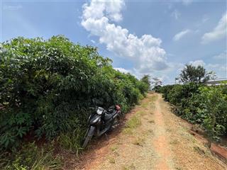 Bán đất 1.000m2 sầu riêng tại đan phượng, lâm hà, lâm đồng, giá 760 triệu vnd