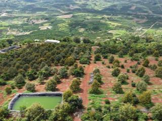 Vườn sầu riêng view săn mây đan phượng, lâm hà gần đà lạt