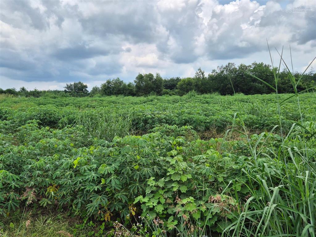 Ngộp 853m2 sẵn 100m2 thổ cư, cách dh 507 vào đúng 150m, bao sổ 860tr, ngân hàng hỗ trợ được 550tr