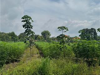 Cuối năm kẹt lô 250,9m2 sẵn 100tc, đường nhựa, sát bên trường thcs an linh, giá bán 510tr( bao sổ)