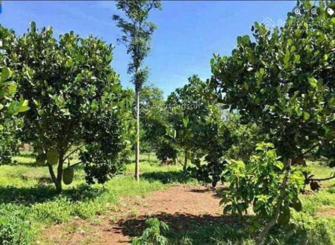 Vườn mít 350tr  1100m2 ngay tp. đồng xoài, đường bê tông 8m hơn 20 gốc mít đang thu hoạch