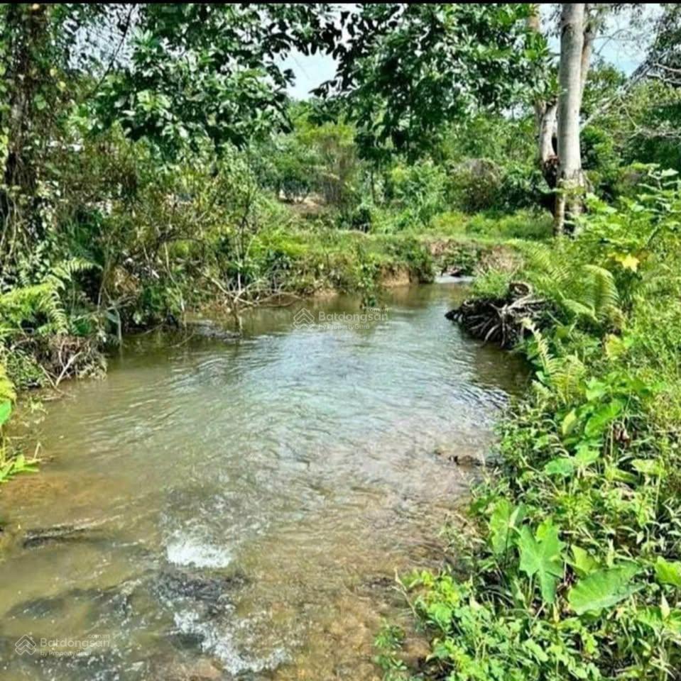 Vườn mít 350tr  1100m2 ngay tp. đồng xoài, đường bê tông 8m hơn 20 gốc mít đang thu hoạch