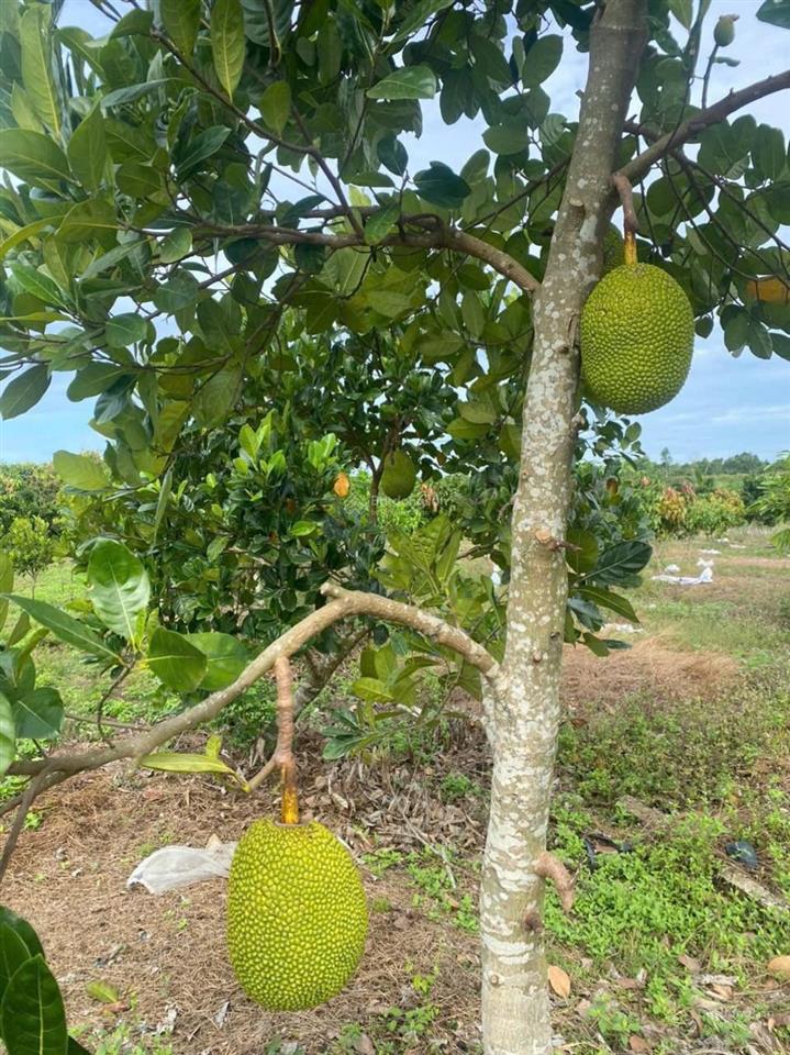 Vườn mít 350tr  1100m2 ngay tp. đồng xoài, đường bê tông 8m hơn 20 gốc mít đang thu hoạch