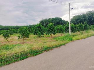 Vườn mít 380tr  24m ngang ngay tp. đồng xoài, đường nhựa 8m hơn 30 gốc mít đang thu hoạch