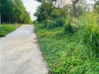 Bán vườn sầu riêng 1000m2 tại đồng phú, bình phước, giá 290 triệu, đất thịt bằng phẳng