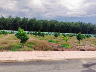 Cần bán vườn mít mặt tiền nhựa 8m ngay tp. đồng xoài, hơn 20 gốc mít đang thu hoạch, giá 420tr