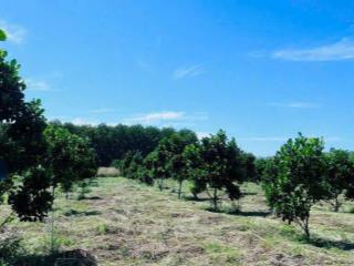 Cần bán vườn mít mặt tiền 22m ngang, ngay tp. đồng xoài, hơn 30 gốc mít đang thu hoạch, giá 350tr