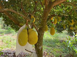 Sát kcn tân tiến 1  2, cách tuyến 2 500m. 276 triệu. ngang 12 mua xây trọ quá ok