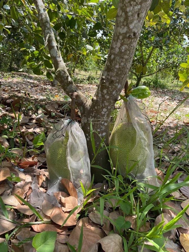 Bán trang trại, khu nghỉ dưỡng, dt 10.855,6m2, giá 9 tỷ, thích hợp làm nhà yến