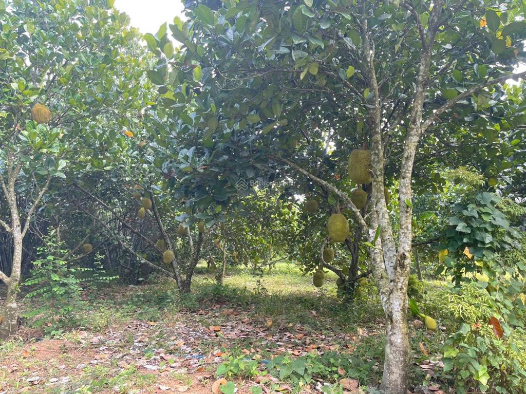 Bán trang trại, khu nghỉ dưỡng, dt 10.855,6m2, giá 9 tỷ, thích hợp làm nhà yến