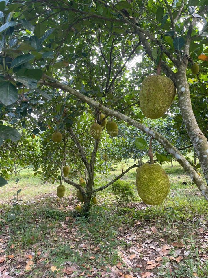 Bán trang trại, khu nghỉ dưỡng, dt 10.855,6m2, giá 9 tỷ, thích hợp làm nhà yến