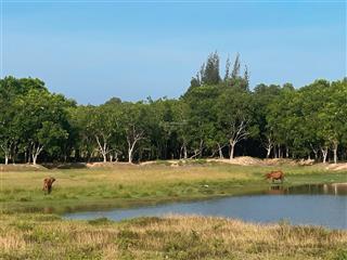 Mặt tiền ql1a, mặt tiền 100m có thổ, thuộc kkt vân phong, giá đầu tư