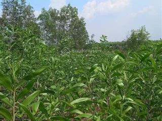 12000m2. sổ riêng có mặt tiền đường gần 1km. trong đó có 300m2 thổ cư. xã tân an, huyện vĩnh cửu