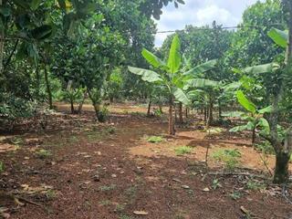 1 sào đất đỏ bazan vuông vức, bằng phẳng thuộc xã gia tân 3, huyện thống nhất giá 800tr (sẵn sổ)