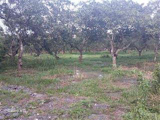 Bán 60.000m2 đất tân lâm, xuyên mộc, 90m mt nhựa, 300m2 thổ cư, phủ hồng