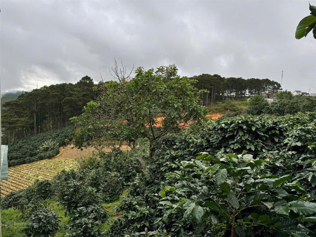 1000m2 đất qh full thổ cư, mặt tiền ql20 tại phường xuân trường đà lạt, view săn mây, rừng thông