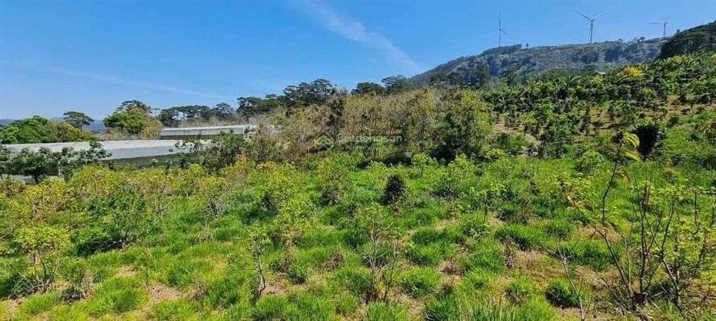 1000m2 đất nn tại phường xuân trường  đà lạt, đất bằng phẳng, đường 4m, view săn mây. giá 1,5tỷ tl