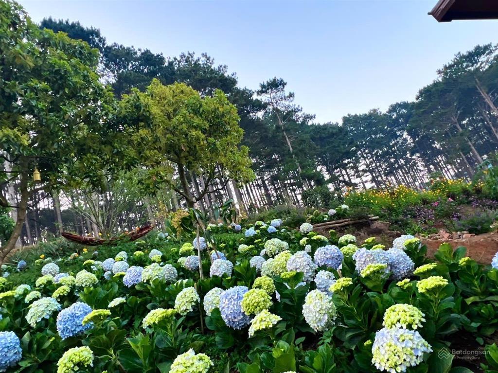 7181m2 đất nn, có sẵn homestay, tại phường xuân trường  đà lạt, view săn mây, giáp rừng thông