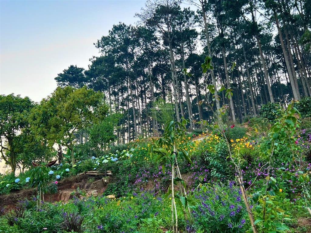 7181m2 đất nn, có sẵn homestay, tại phường xuân trường  đà lạt, view săn mây, giáp rừng thông