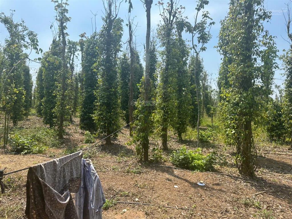 Bán đất tại xã sông ray, cẩm mỹ, đồng nai, 21,6 tỷ, 38550m2  hot