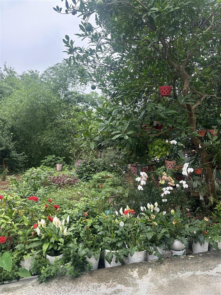 Bán đất tại đt 87a xuân sơn, sơn tây, giá ưu đãi