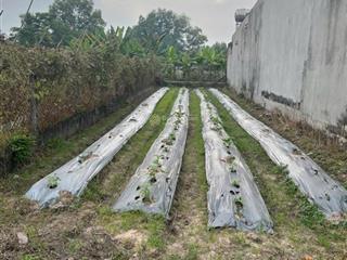 Bán đất hàng hiếm tại thị trấn trảng bàng, 300 triệu, 158 m2