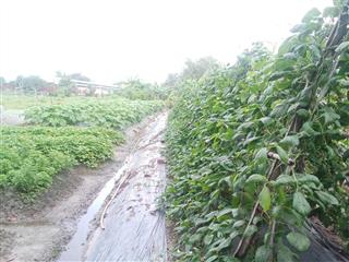 Bán đất đường lò lu, p. trường thạnh, q9