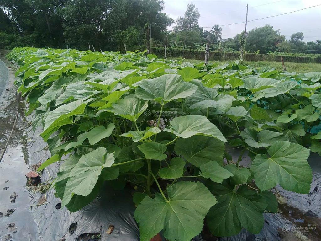 Bán đất đường lò lu, p. trường thạnh, q9. dt 1287m2 giá 15tr/m2